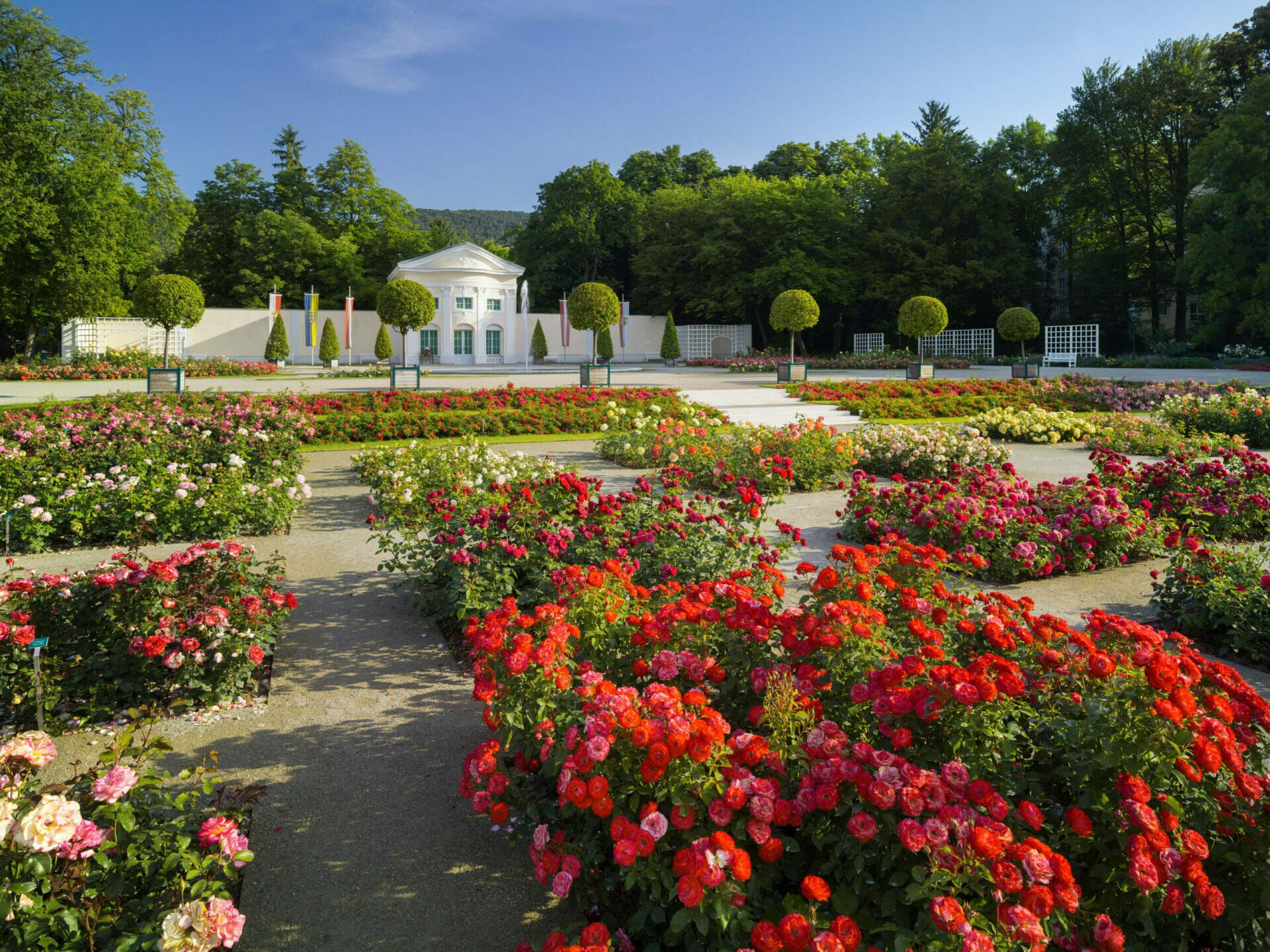 Rosen im Rosarium in Baden bei Wien